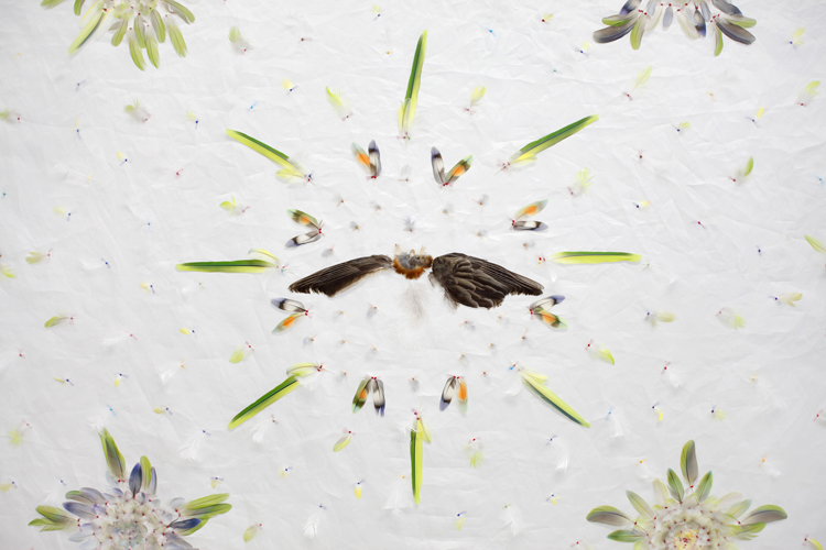 Mant�n de plumas