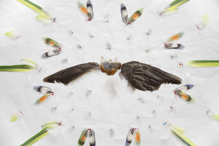 Mant�n de plumas